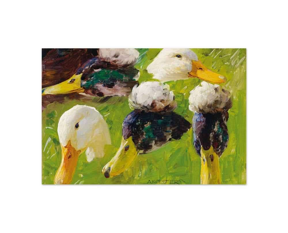 Alexander Koester - Studies of Duck Heads - Compact / Full Bleed / No Frame