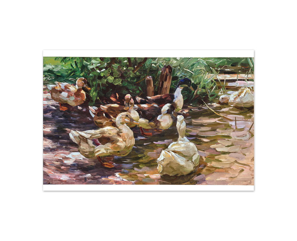 Alexander Koester - In Sunny Water - Compact / Full Bleed / No Frame