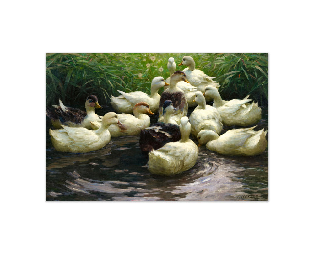 Alexander Koester - Ducks at the Shore - Compact / Full Bleed / No Frame