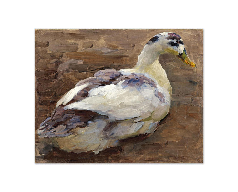 Alexander Koester - Study of a Duck - Compact / Full Bleed / No Frame