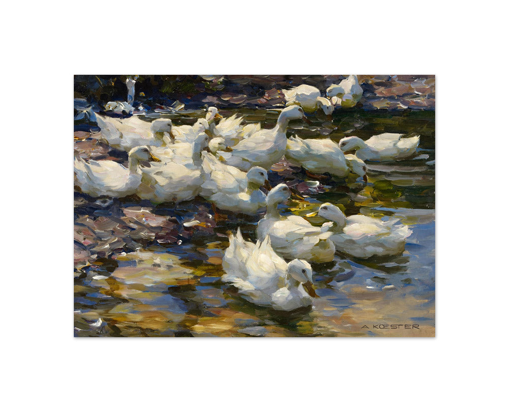 Alexander Koester - Ducks in the Water - Compact / Full Bleed / No Frame