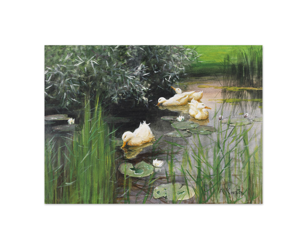 Alexander Koester - Ducks in a Water Lily Pond - Compact / Full Bleed / No Frame