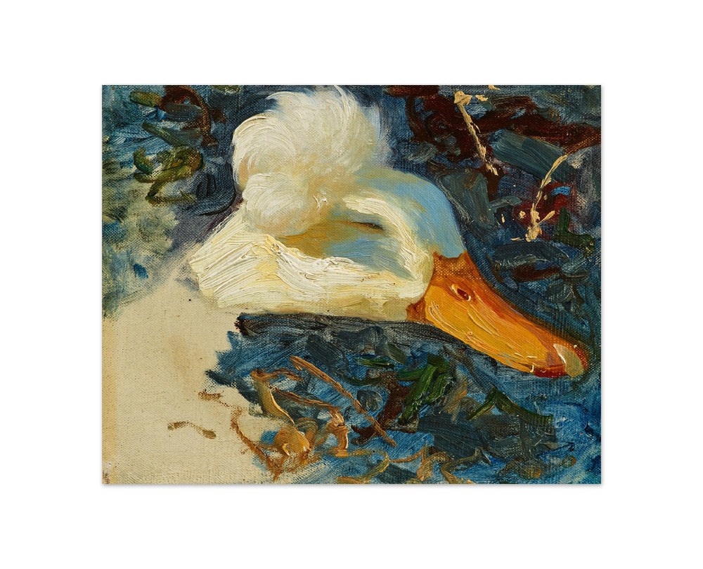 Alexander Koester - Study of a Duck's Head with Feather Crown - Compact / Full Bleed / No Frame