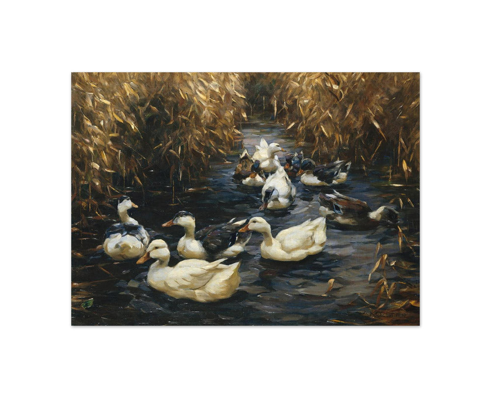 Alexander Koester - Ten Ducks in Autumn Reeds - Compact / Full Bleed / No Frame