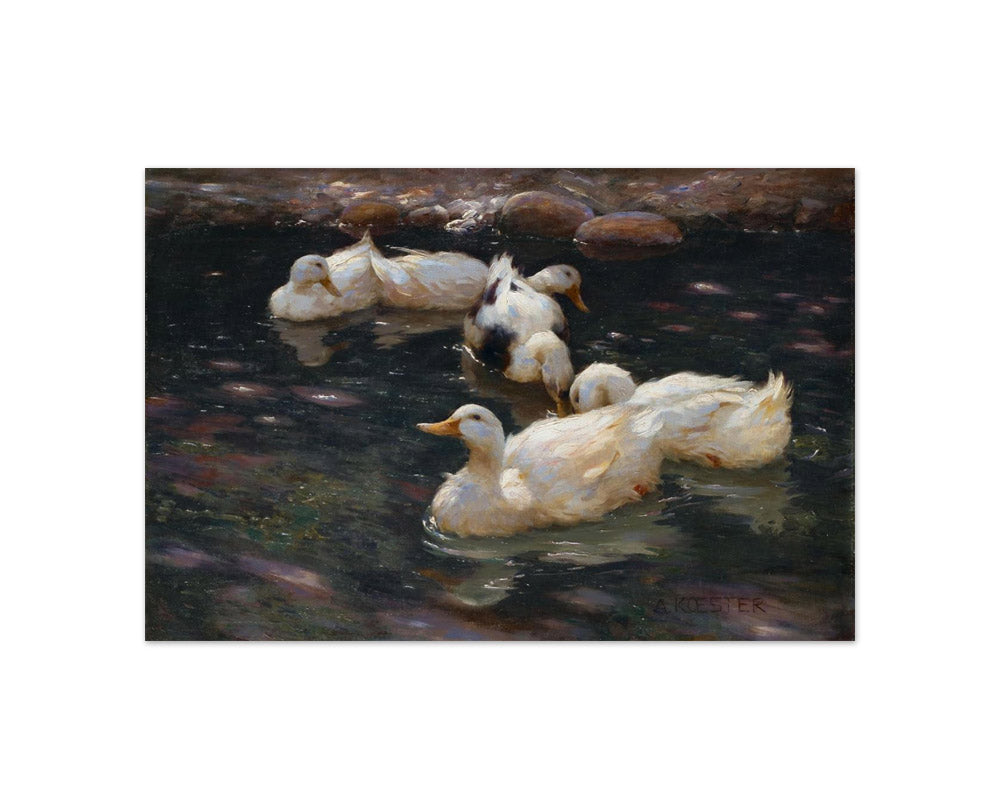 Alexander Koester - Ducks in the River - Compact / Full Bleed / No Frame