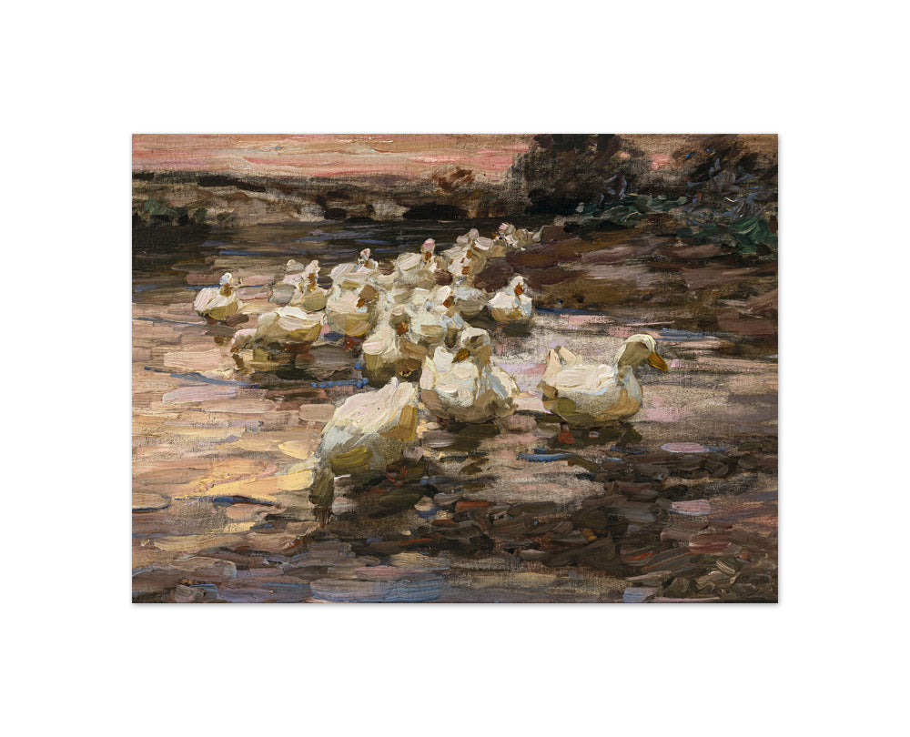 Alexander Koester - Ducks in the Lake at Sunset - Compact / Full Bleed / No Frame