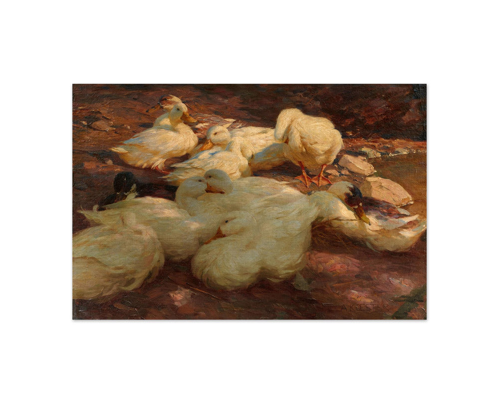 Alexander Koester - Resting Ducks on the Shore - Compact / Full Bleed / No Frame
