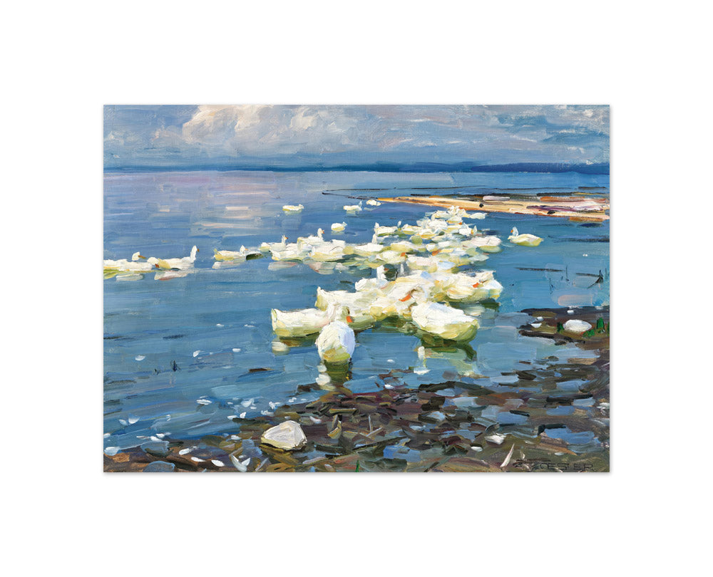 Alexander Koester - Flock of Ducks at Lake Constance - Compact / Full Bleed / No Frame