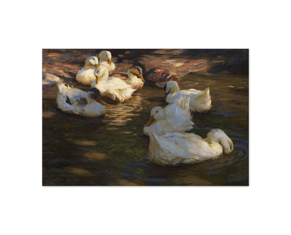 Alexander Koester - Nine Ducks in the Evening Light - Compact / Full Bleed / No Frame