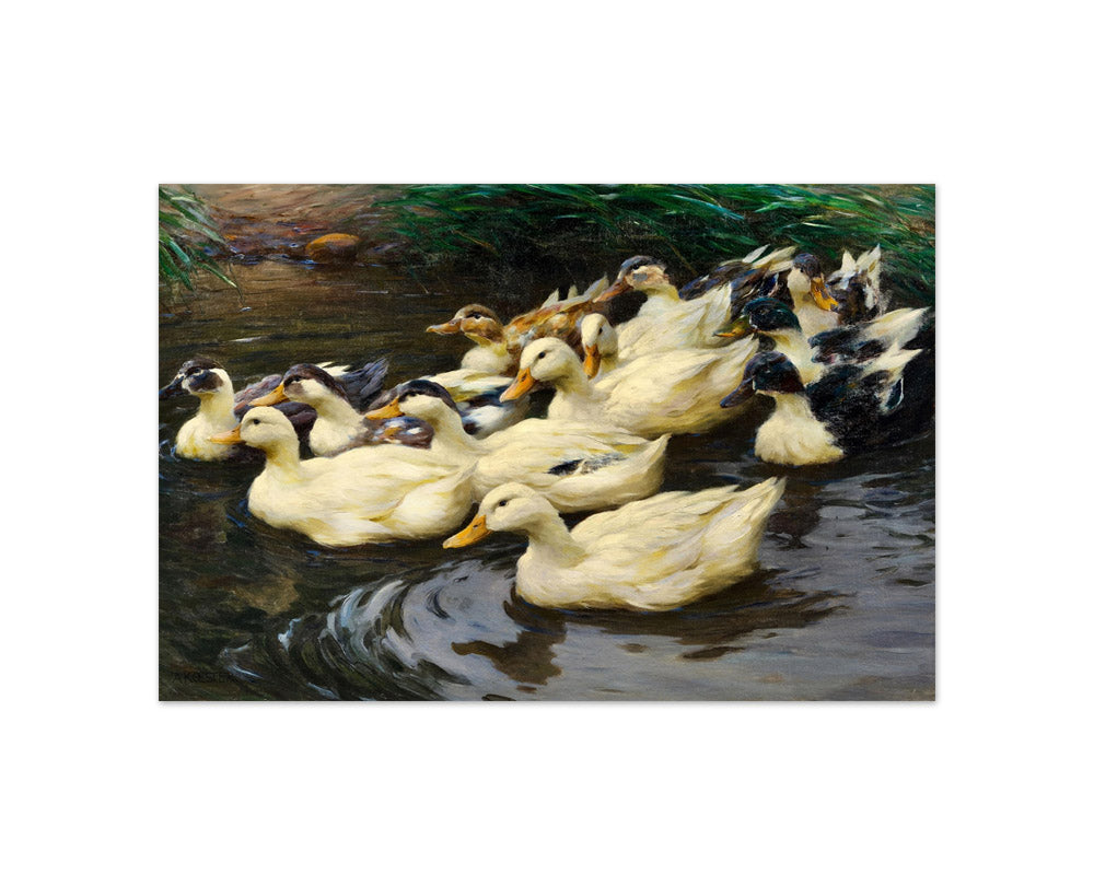 Alexander Koester - Ducks in the Pond - Compact / Full Bleed / No Frame