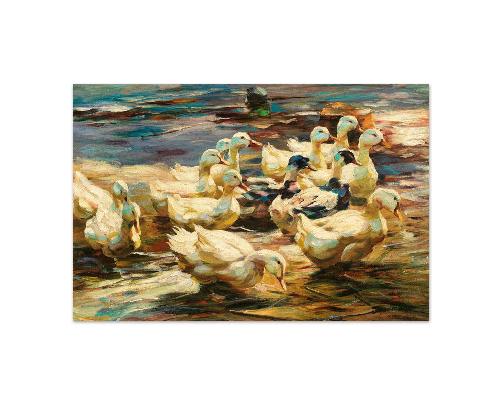 Alexander Koester - Ducks Coming Out of the Water - Compact / Full Bleed / No Frame