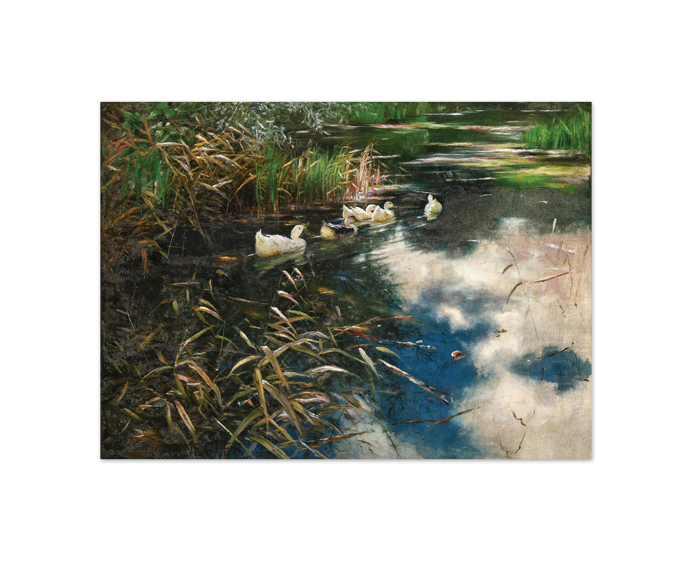 Alexander Koester - Ducks in Autumn Reeds - Compact / Full Bleed / No Frame