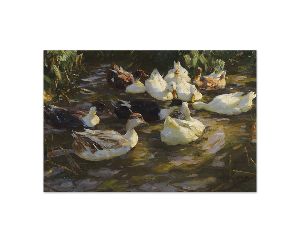 Alexander Koester - Ducks in the Pond - Compact / Full Bleed / No Frame