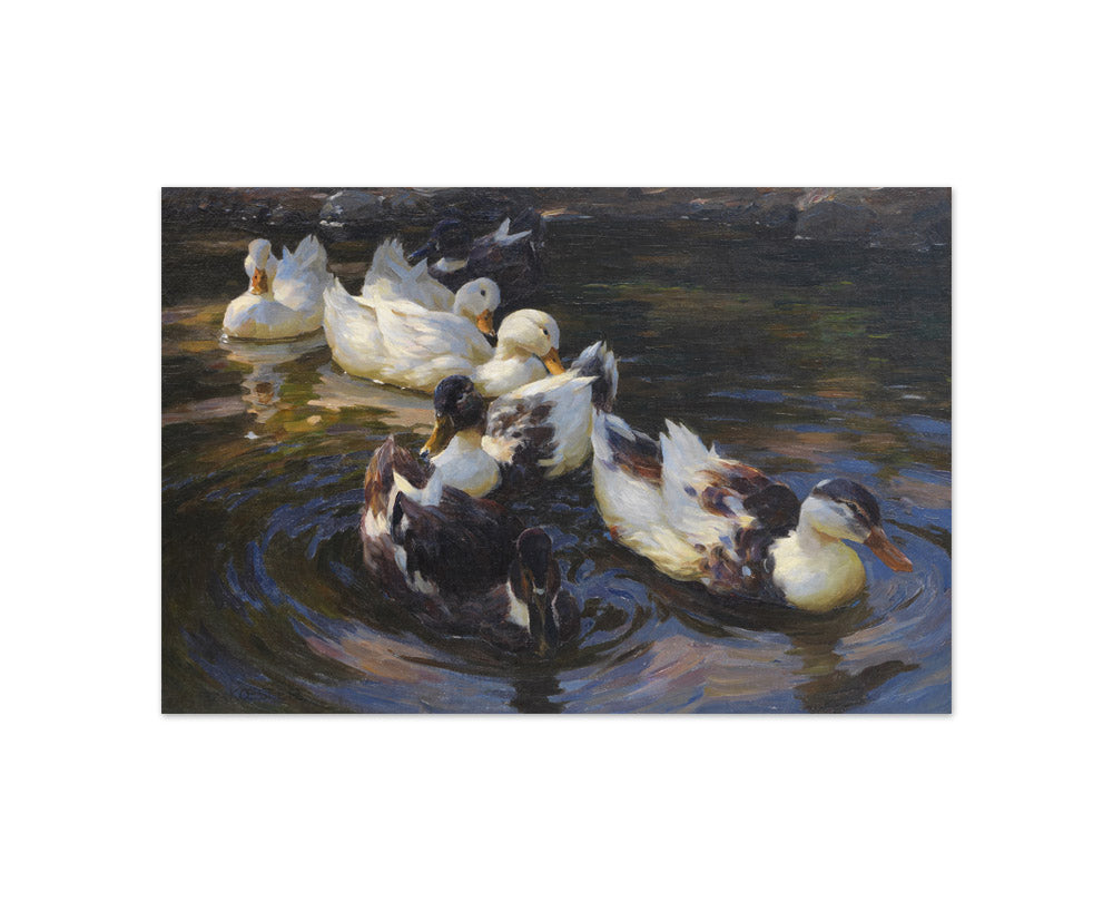 Alexander Koester - Ducks in Morning Sun - Compact / Full Bleed / No Frame