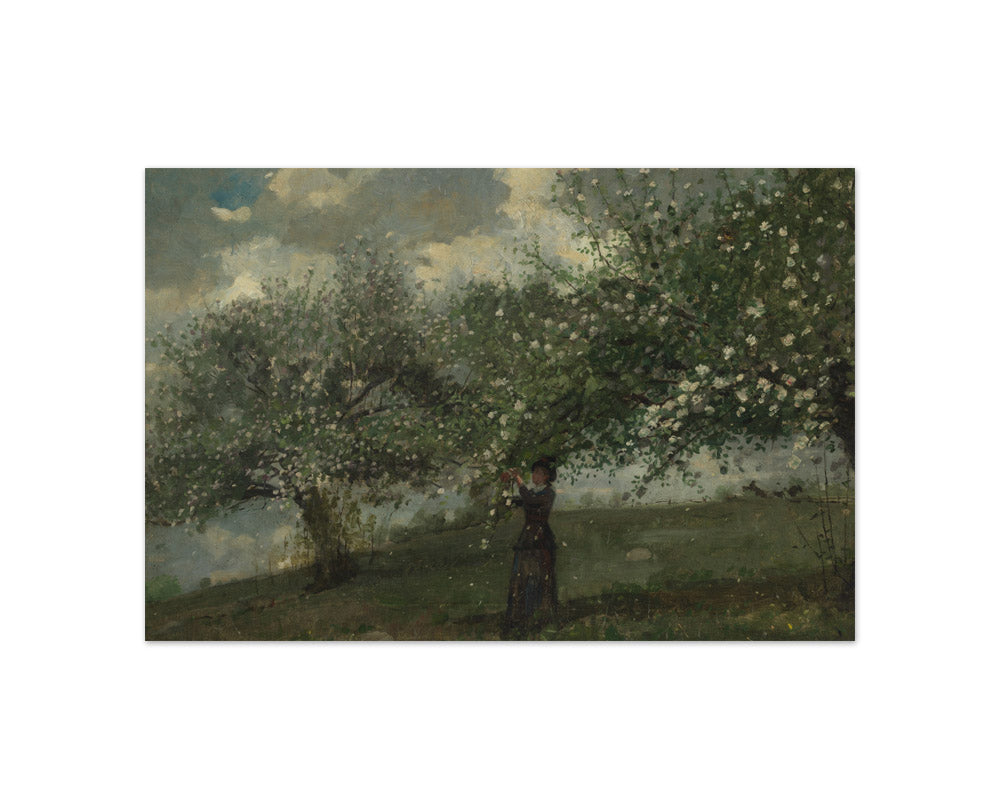 Winslow Homer - Girl Picking Apple Blossoms - Compact / Full Bleed / No Frame