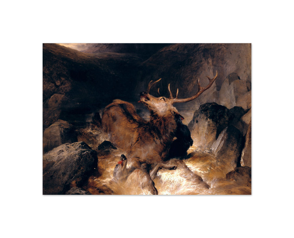 Sir Edwin Henry Landseer - Deer and Deer Hounds in a Mountain Torrent - Compact / Full Bleed / No Frame