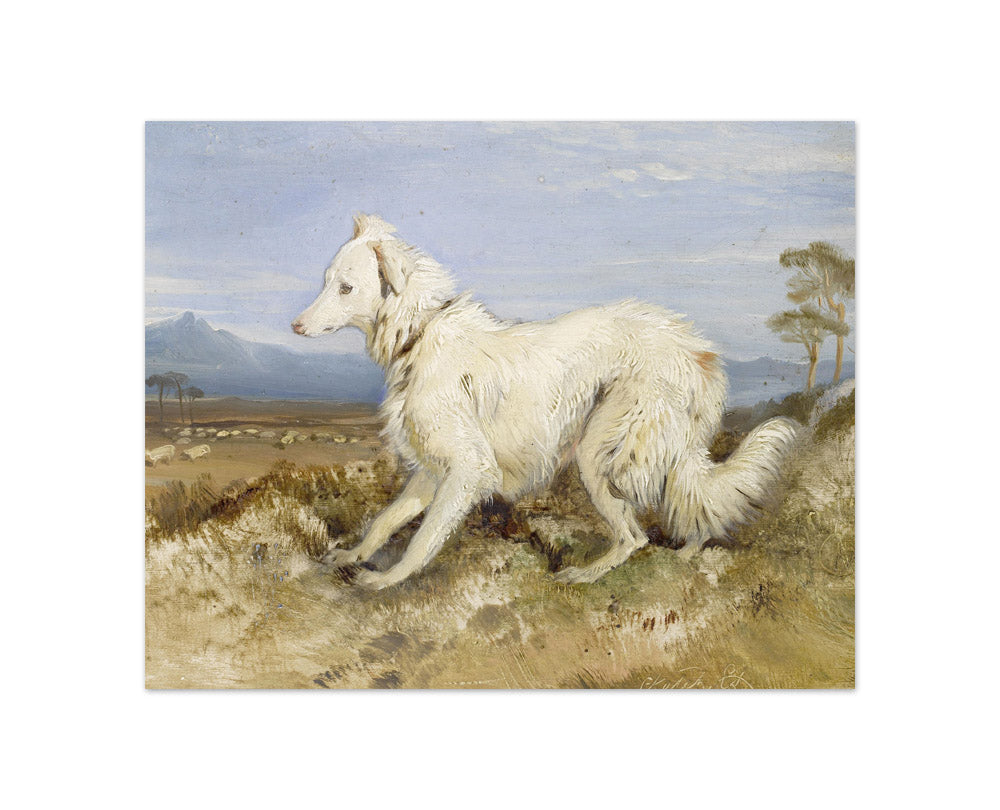 Sir Edwin Henry Landseer - White Collie in a Landscape - Compact / Full Bleed / No Frame