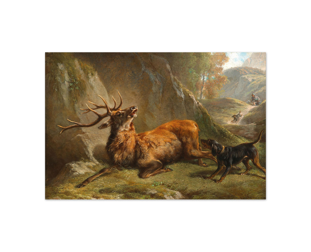 Richard Benno Adam - Gestellter Hirsch - Compact / Full Bleed / No Frame