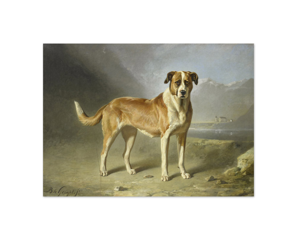 Bernard te Gempt - Saint Bernard Dog - Compact / Full Bleed / No Frame