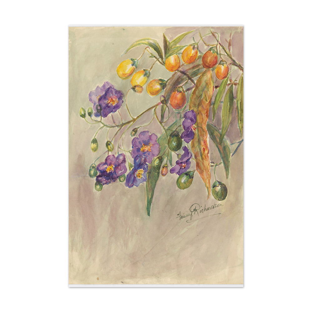 Solanum aviculare by Miss Fanny Richardson - Extra Large / Full Bleed / No Frame
