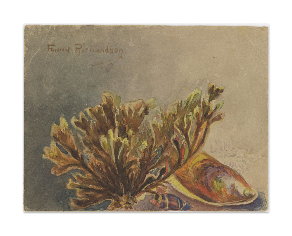 Mytilus canaliculus, Baryspira australis, Xiphophora chondrophylla by Miss Fanny Richardson - Extra Large / Full Bleed / No Frame