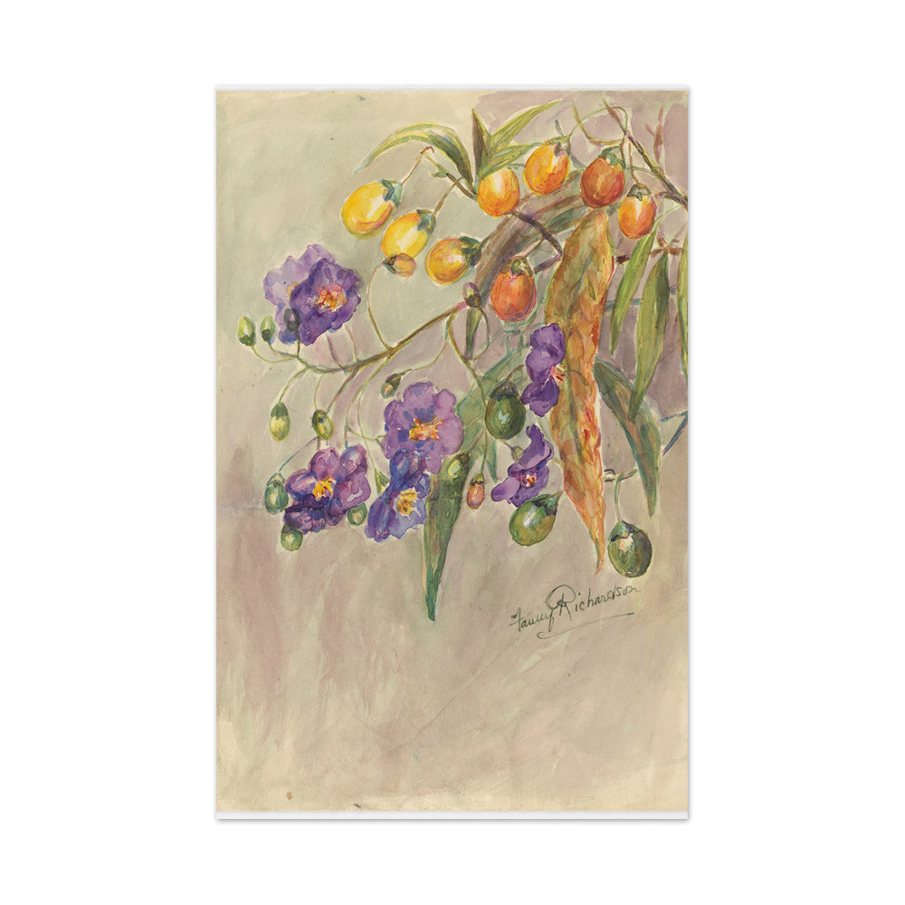 Solanum aviculare by Miss Fanny Richardson - Large / Full Bleed / No Frame