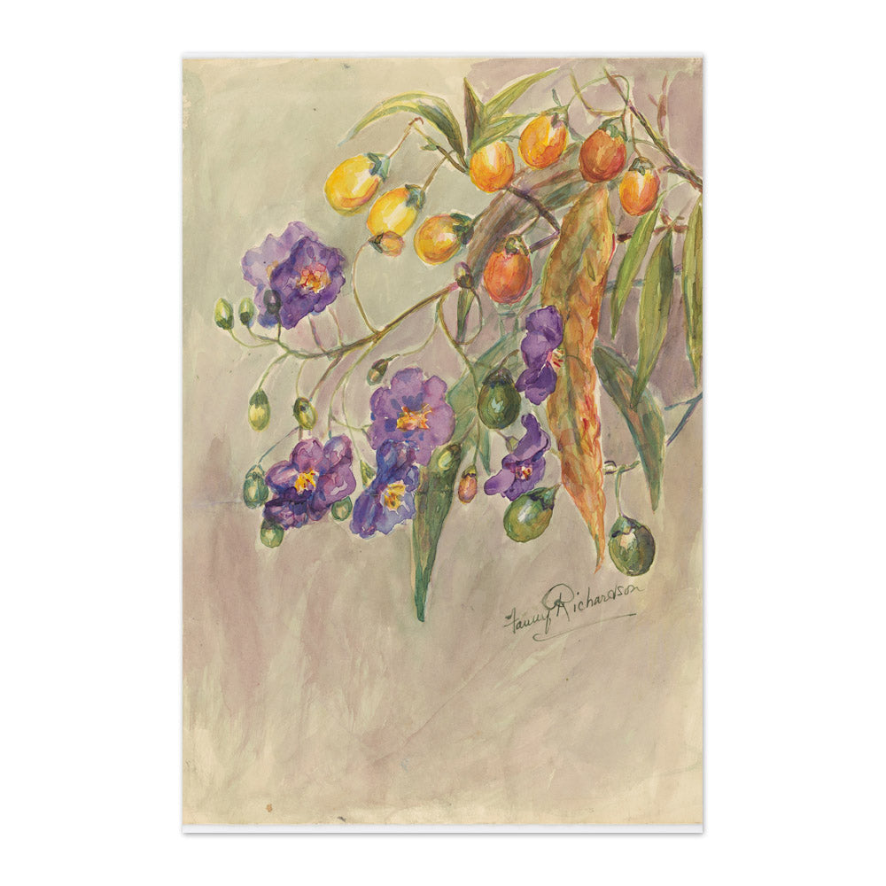 Solanum aviculare by Miss Fanny Richardson - Majestic / Full Bleed / No Frame