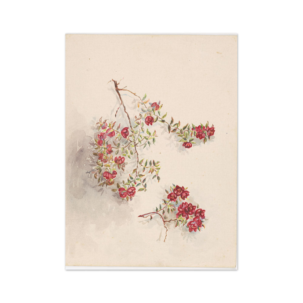 From Ruapehu by Miss Fanny Richardson - Medium / Full Bleed / No Frame