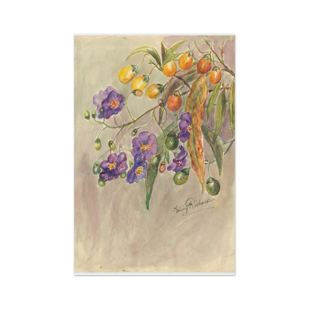 Solanum aviculare by Miss Fanny Richardson - Medium / Full Bleed / No Frame