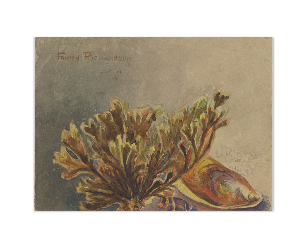 Mytilus canaliculus, Baryspira australis, Xiphophora chondrophylla by Miss Fanny Richardson - Medium / Full Bleed / No Frame