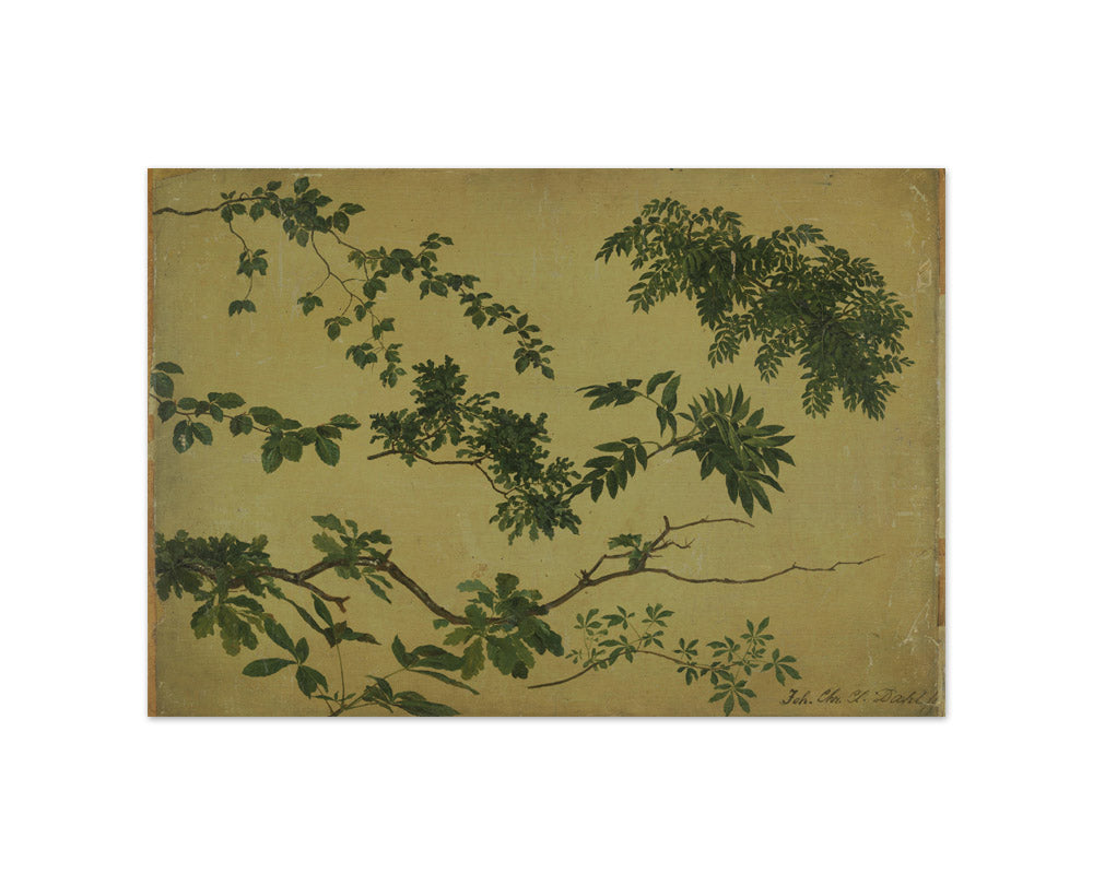 Study of Twigs and Leaves by Johan Christian Dahl - Small / Full Bleed / No Frame