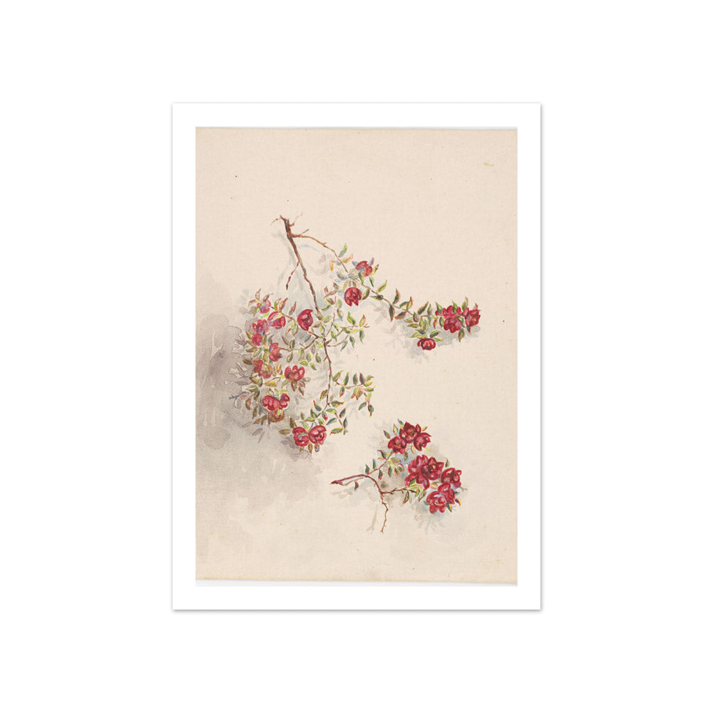 From Ruapehu by Miss Fanny Richardson - Compact / With Margin / No Frame
