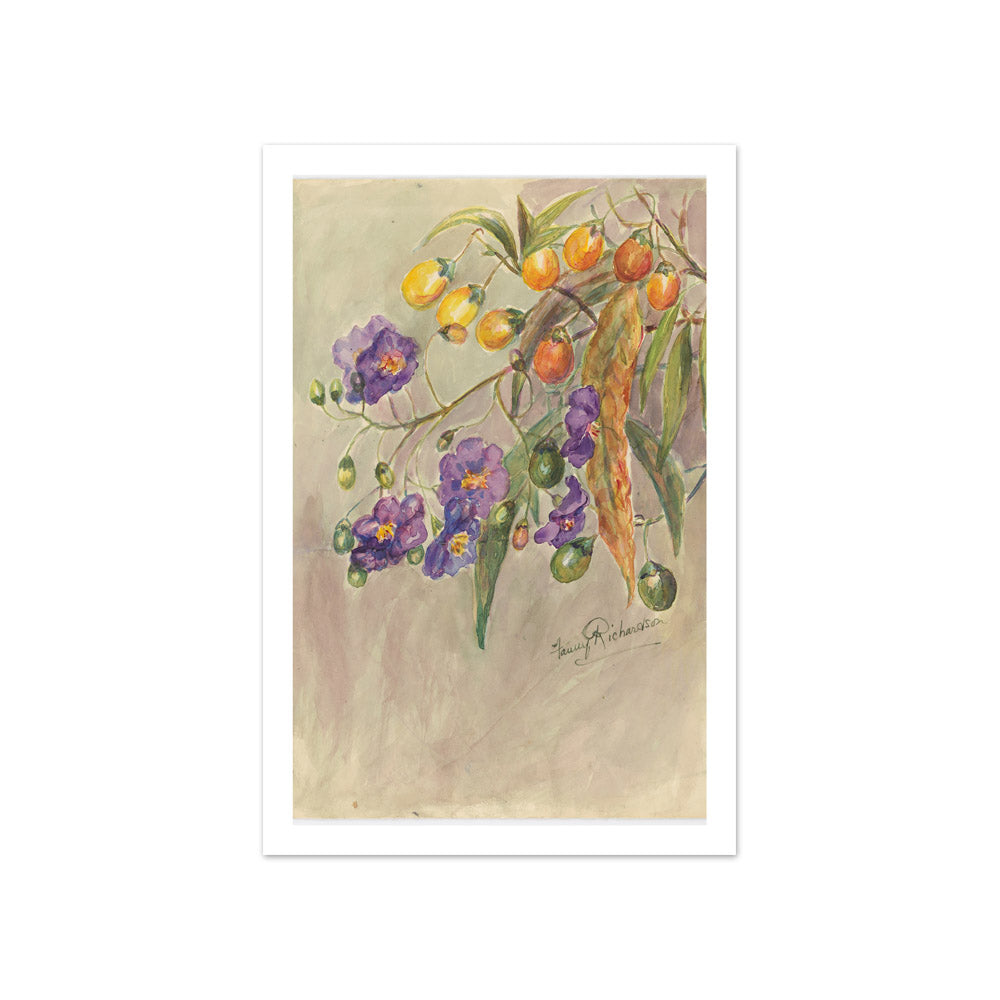 Solanum aviculare by Miss Fanny Richardson - Compact / With Margin / No Frame