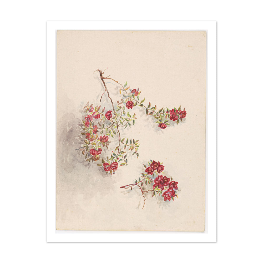 From Ruapehu by Miss Fanny Richardson - Extra Large / With Margin / No Frame