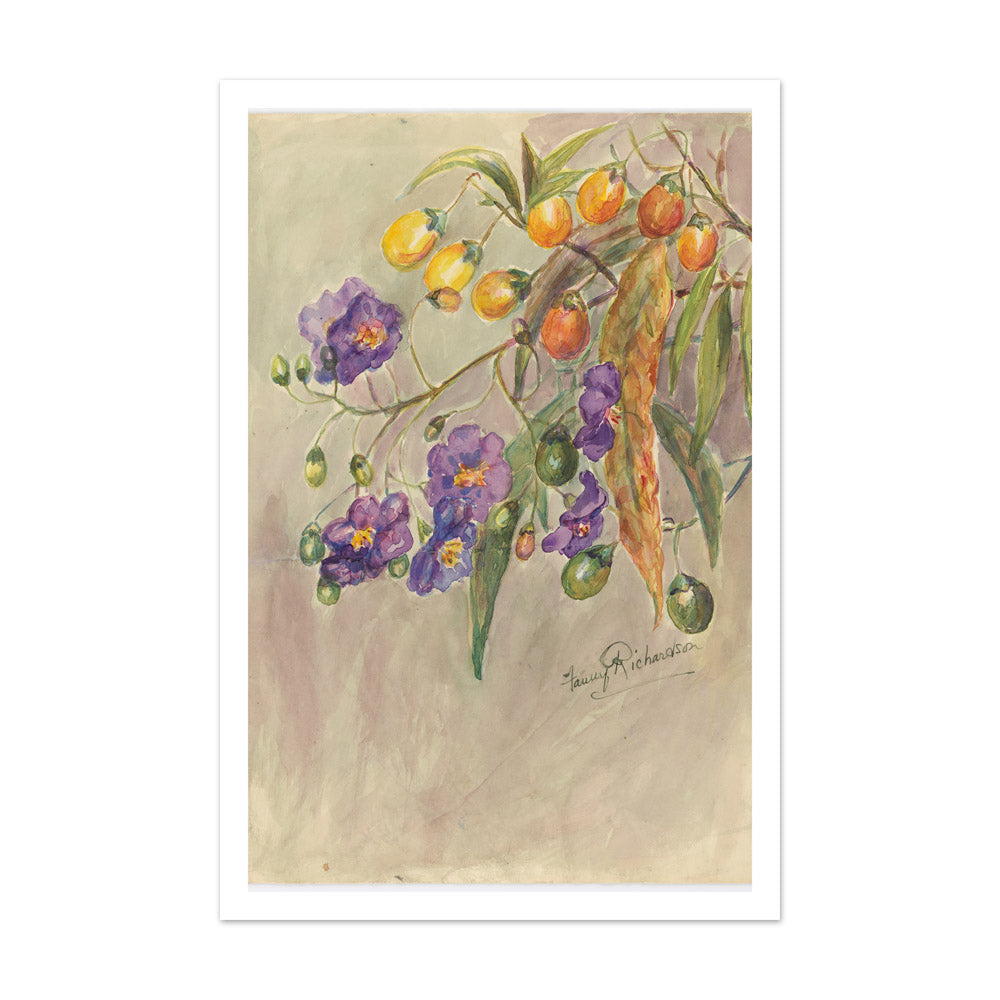 Solanum aviculare by Miss Fanny Richardson - Extra Large / With Margin / No Frame
