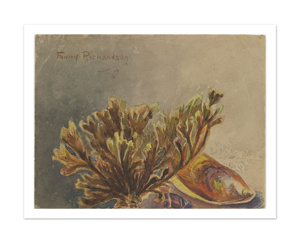 Mytilus canaliculus, Baryspira australis, Xiphophora chondrophylla by Miss Fanny Richardson - Extra Large / With Margin / No Frame