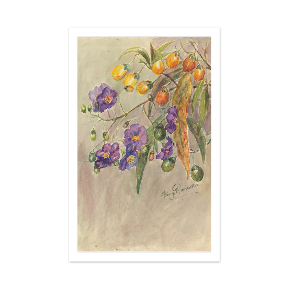 Solanum aviculare by Miss Fanny Richardson - Large / With Margin / No Frame