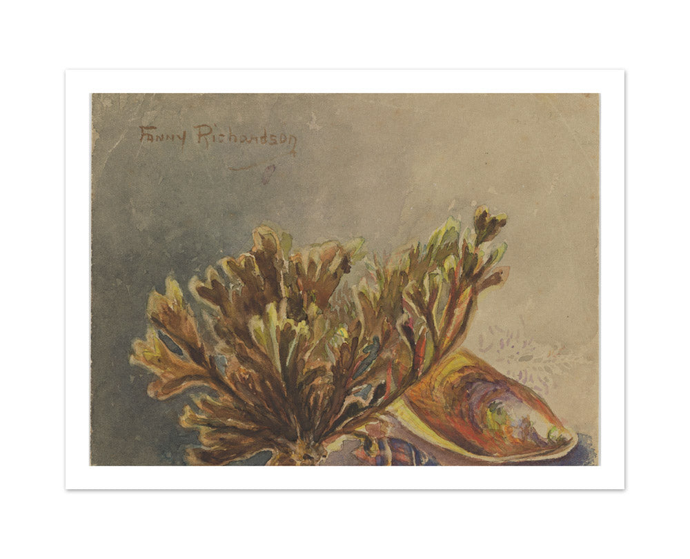 Mytilus canaliculus, Baryspira australis, Xiphophora chondrophylla by Miss Fanny Richardson - Large / With Margin / No Frame