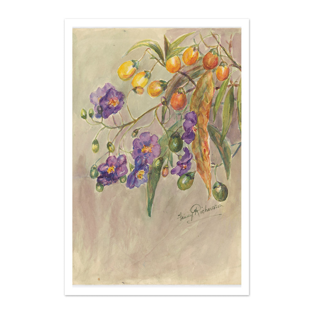 Solanum aviculare by Miss Fanny Richardson - Majestic / With Margin / No Frame