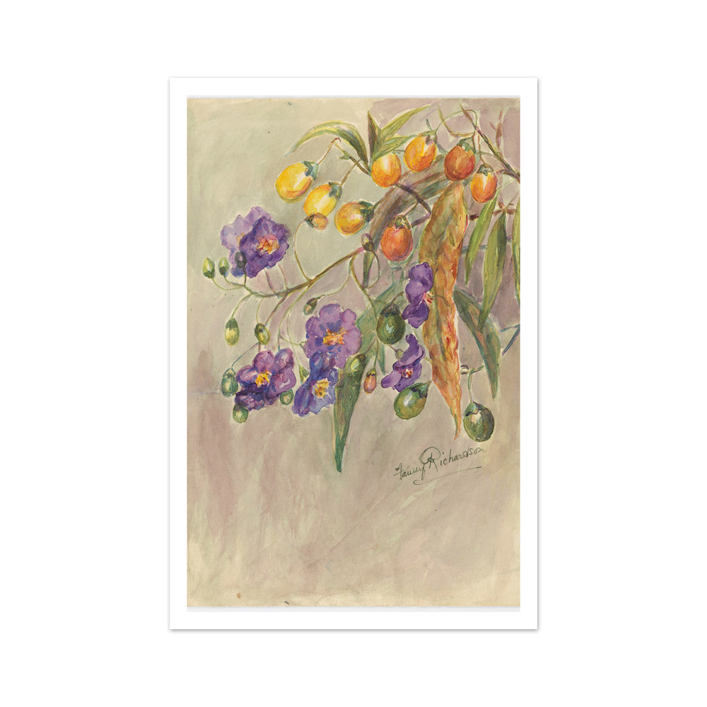 Solanum aviculare by Miss Fanny Richardson - Medium / With Margin / No Frame