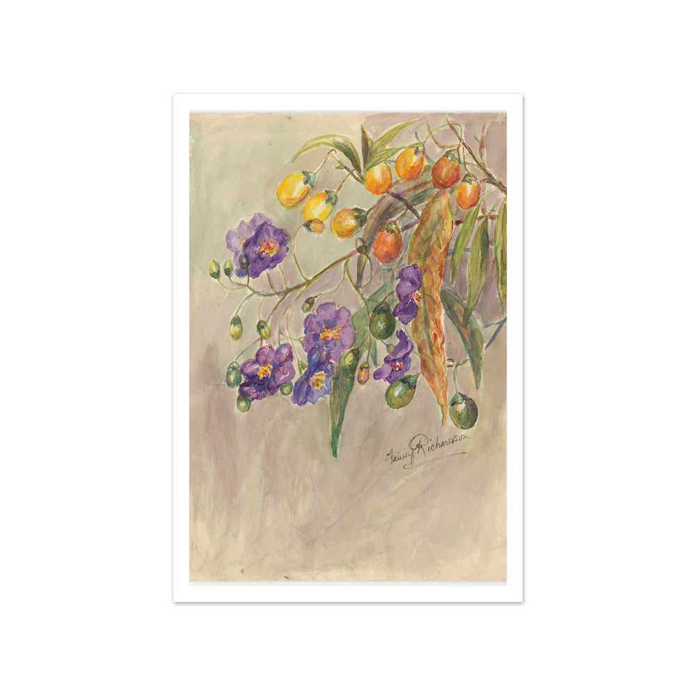 Solanum aviculare by Miss Fanny Richardson - Small / With Margin / No Frame