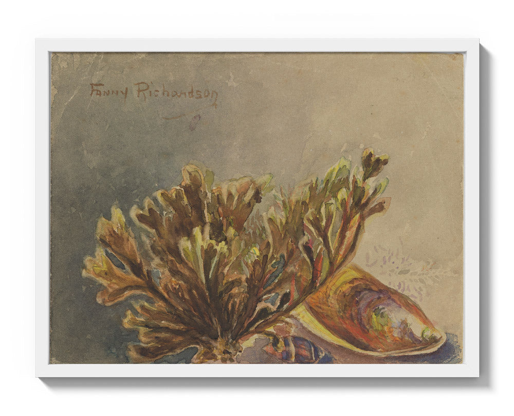 Mytilus canaliculus, Baryspira australis, Xiphophora chondrophylla by Miss Fanny Richardson - Large / Full Bleed / White Frame