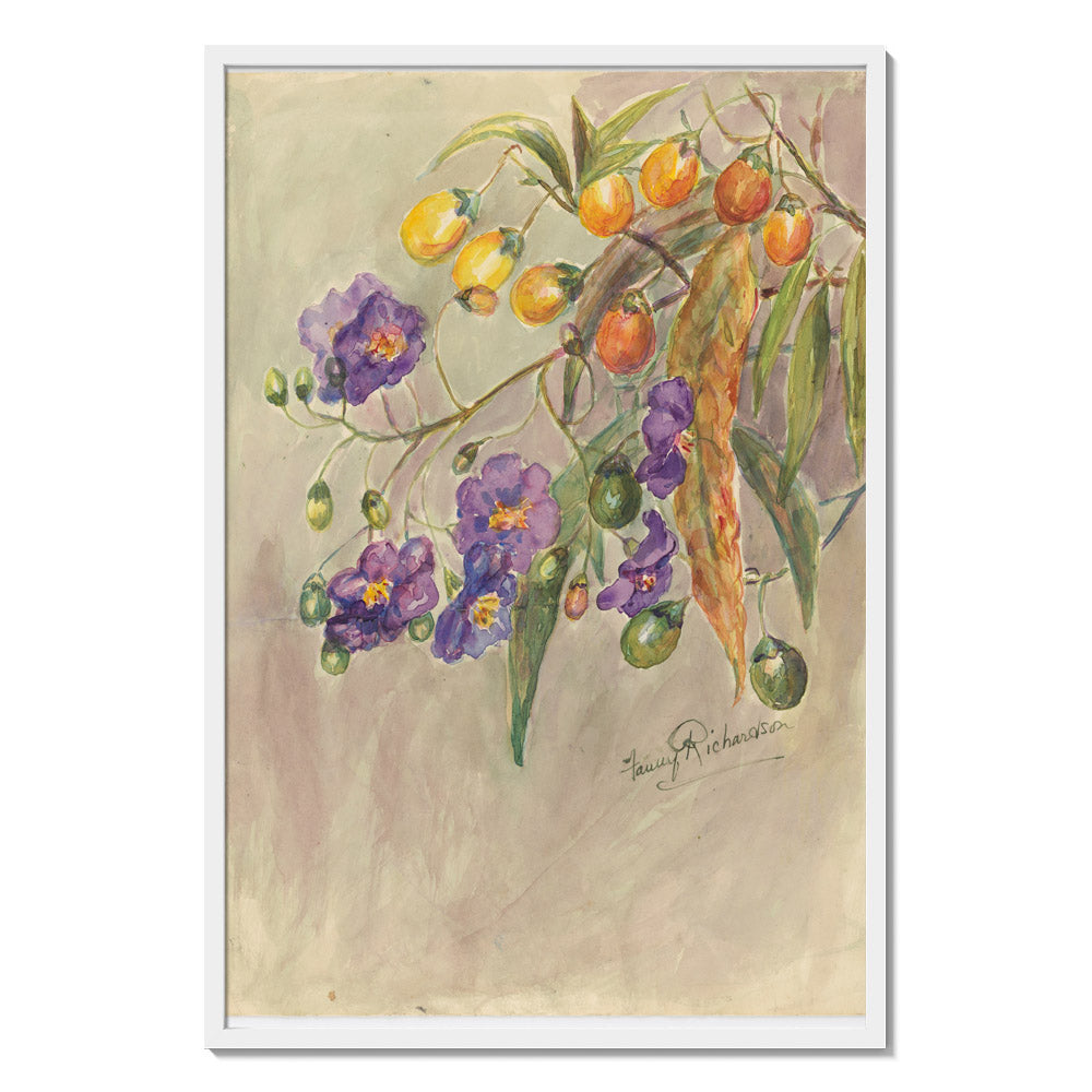 Solanum aviculare by Miss Fanny Richardson - Majestic / Full Bleed / White Frame