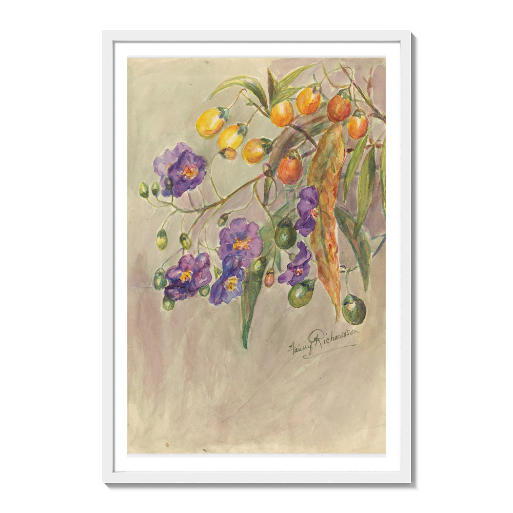 Solanum aviculare by Miss Fanny Richardson - Extra Large / With Margin / White Frame