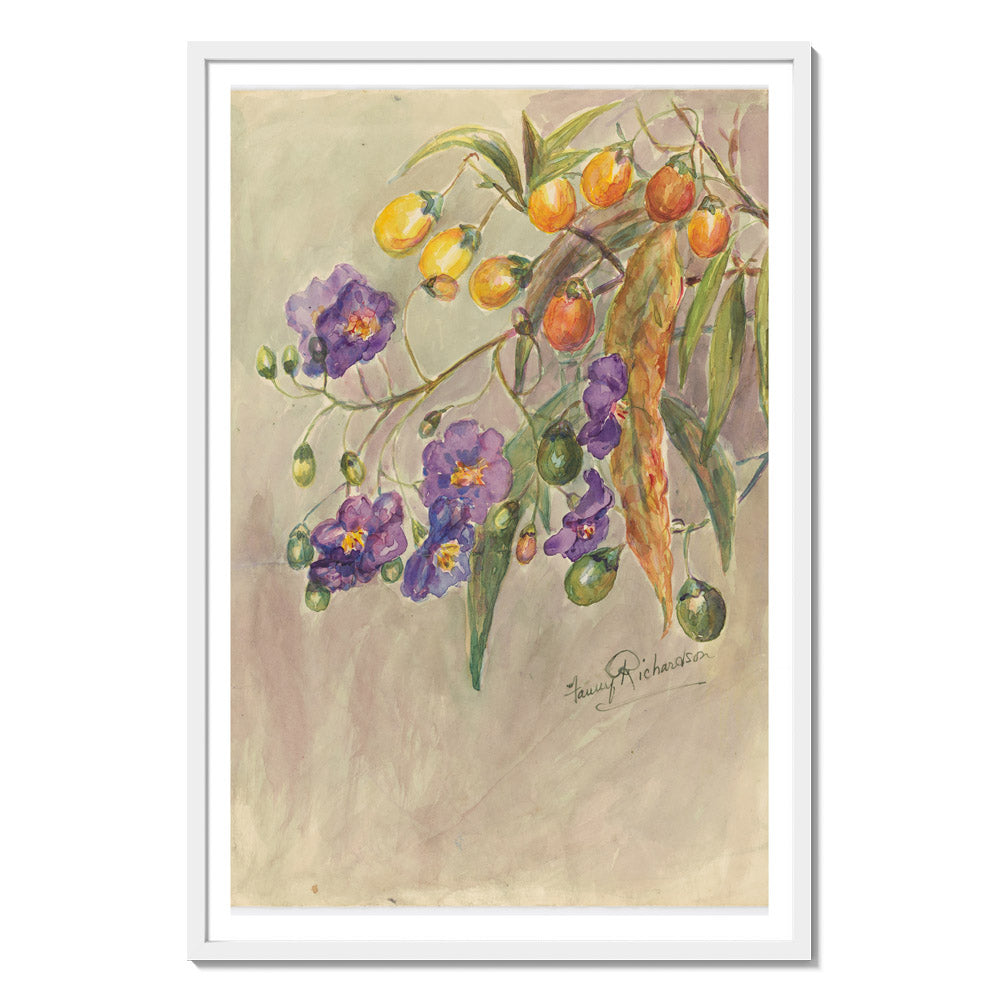 Solanum aviculare by Miss Fanny Richardson - Majestic / With Margin / White Frame