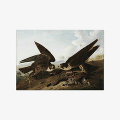 Peregrine Falcons (Duck Hawks) by John James Audubon - thumbnail_0_nf_671034a5762cab4eff787132