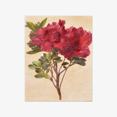 Rhododendron by Anton Hartinger - thumbnail_0_nf_673cbaae5e0c5e198f5ec63d
