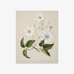 Puawananga - Clematis indivisa by Sarah Featon - thumbnail_0_nf_6845f868a4f870bf81c3d93d