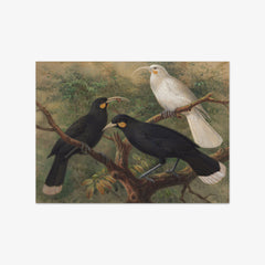 Three huia (Heteralocha acutirostris) by Johannes Keulemans - thumbnail_0_nf_6846038c489bc5bada5cf756
