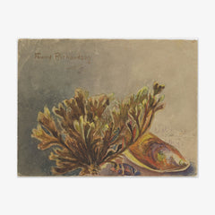 Mytilus canaliculus, Baryspira australis, Xiphophora chondrophylla by Miss Fanny Richardson - thumbnail_0_nf_6846aa491483fa5b3555901d
